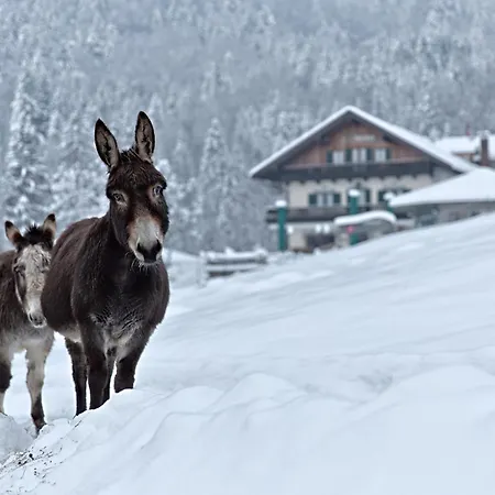 Berggasthof Duftbraeu I Ruhige Alleinlage I Mitten Im Gruenen Hotel *