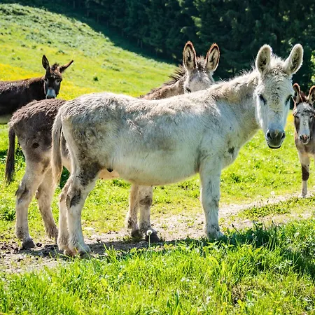 호텔 Berggasthof Duftbraeu I Ruhige Alleinlage I Mitten Im Gruenen