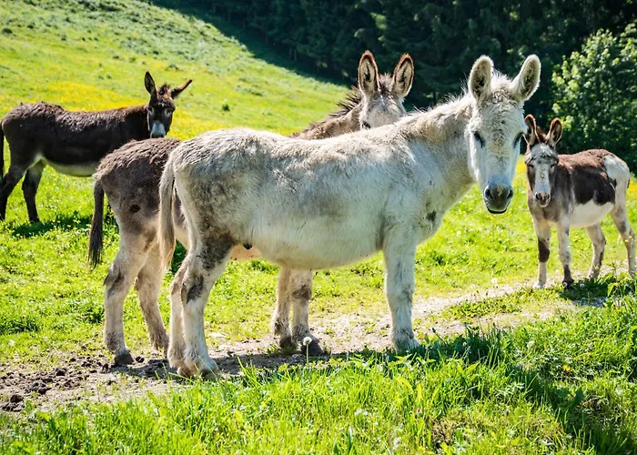 Hotel Berggasthof Duftbraeu I Ruhige Alleinlage I Mitten Im Gruenen